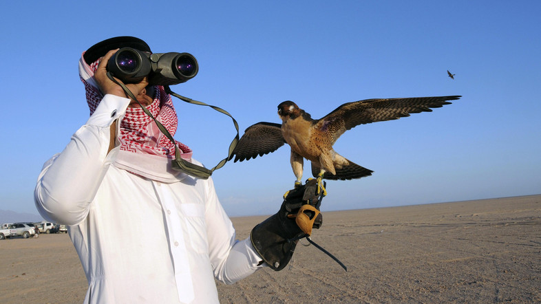 Saudi man looks through a pair of binoculars  before releasing his falcon during a falcon contest in a desert near Tabuk city