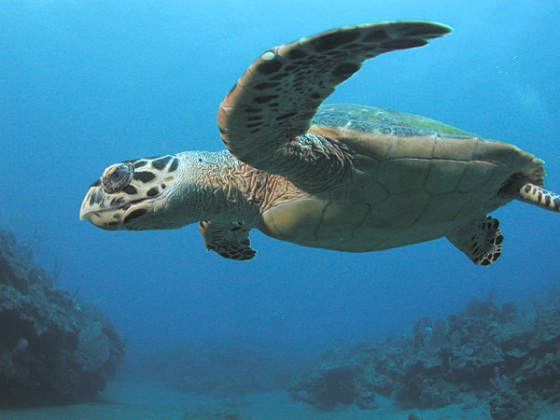 hawksbill-sea-turtle