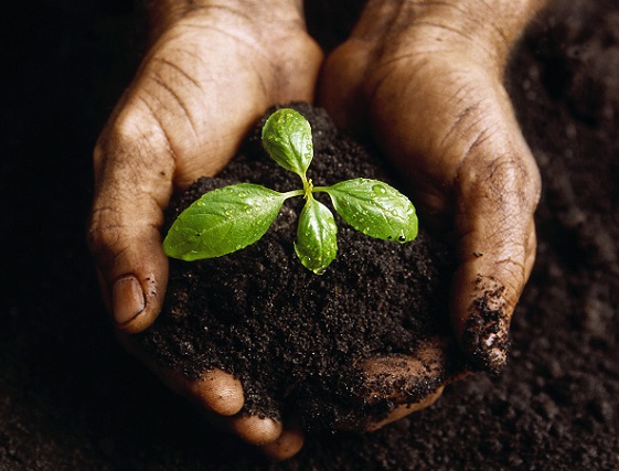 Hands Holding a Seedling and Soil