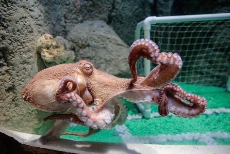 Giant-Octopus-Dubai-Aquarium-Underwater-Zoo