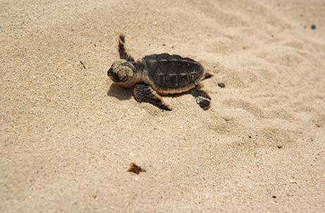 hawksbill_turtle