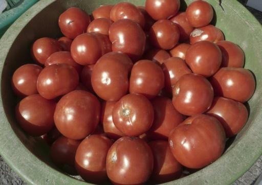 Qatar tomatoes